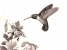 Rubythroat Hummingbird