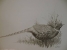 Cock Pheasant