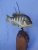 Bluegill wood sculpture