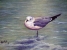 Laughing Gull