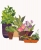 plants in a pot collage