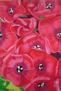 Red Volcano Phlox