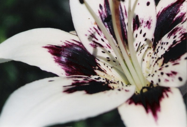 Purple & White Day Lily