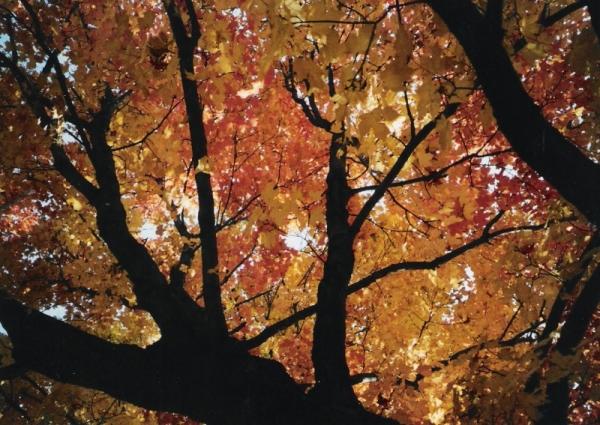 Looking Up Through The Trees