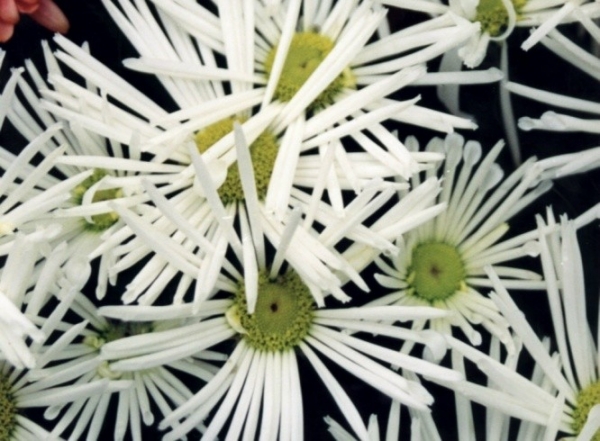 Starburst Flower