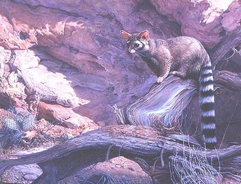 Northern Cacomistle Northern Cacomistle