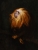 Golden Lion Tamarin