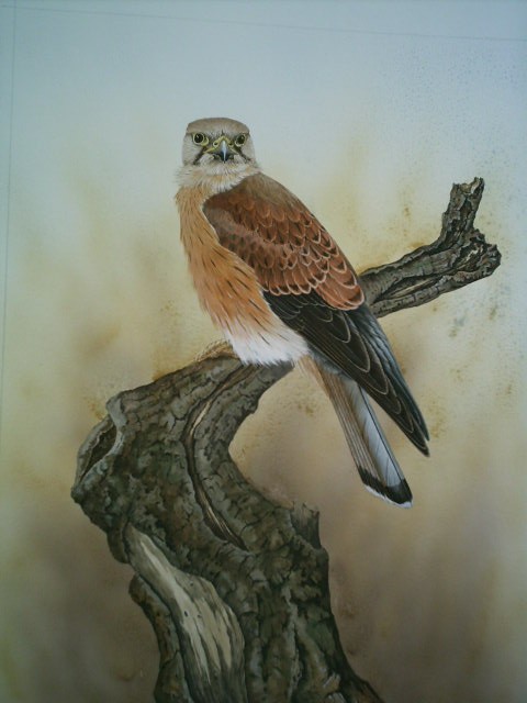 Nankeen kestrel
