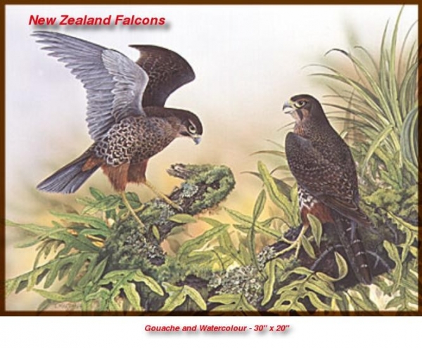 NZ Falcons