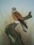 Nankeen kestrel