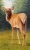 Elk Calf 4.5" x 2.62" a