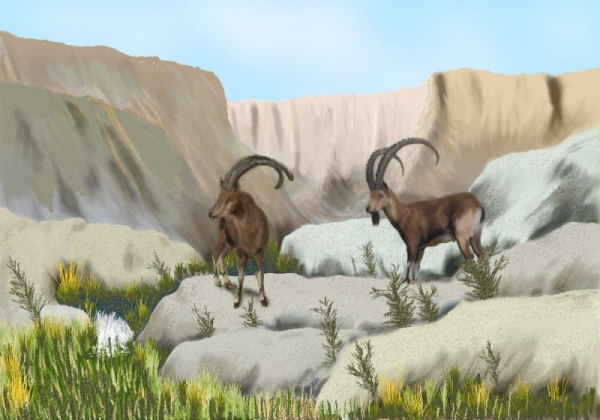 En-gedi Goats