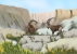 En-gedi Goats