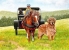 Original Oil, pony, boy and dog