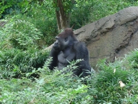 Jabari the Gorilla