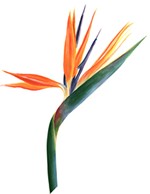 Bird of Paradise Flower