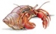 Hermit Crab