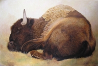 Sleeping Buffalop